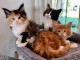 chaton maine coon disponible 