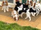 chiot cavalier king charle disponible pour adoption 
