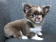chiot chihuahua femelle a donner 