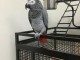 perroquet gris du Gabon m&acirc;le a donner 