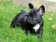 je donne chiot bouledogue fran&ccedil;ais &agrave; c&eacute;der 