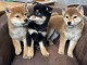 je donne chiot Shiba inu disponible 
