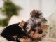 je donne chiot Yorkshire terrier 