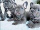 je donne chiot bouledogue fran&ccedil;ais disponible 