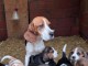 je donne chiot beagle disponible 