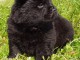 adorable chiot chow-chow disponible 