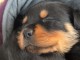 chiot rottweiler disponible pour adoption 