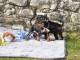 je donne chiot pinscher nain disponible 
