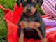 magnifique chiot pinscher nain femelle &agrave; donner 