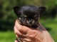 je donne chiot chihuahua femelle 