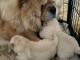 chiot chow-chow a donner 