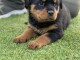 chiot rottweiler disponible pour adoption 