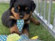 je donne chiot rottweiler disponible 