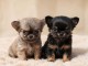 chiot chihuahua femelle a donner 