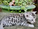 chaton Bengal m&acirc;le a donner 